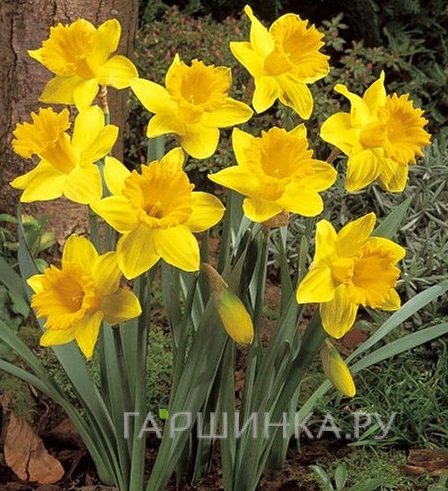 Нарцисс Дач Мастер крупнокорончатый 5шт