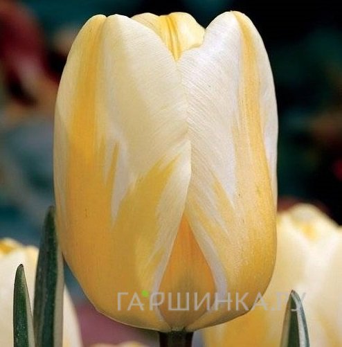 Тюльпан Джаап Грут Дарвина 5шт.