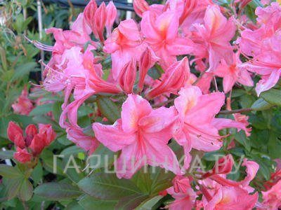 Рододендрон (Азалия) Jolie Madame