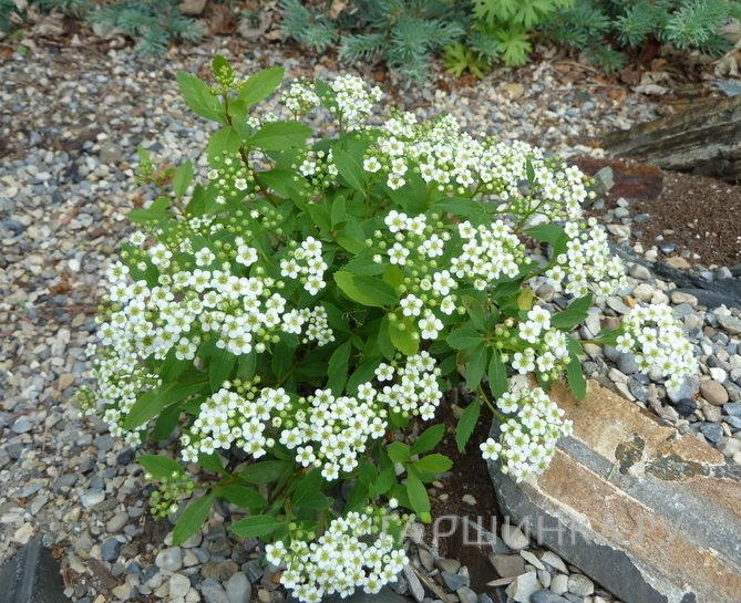 Спирея стелющаяся / decumbens