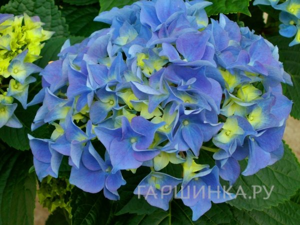 Гортензия Эрли Блу крупнолистная (макрофила)