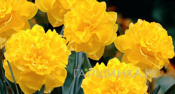 Нарцисс Истертайд махровый 5шт