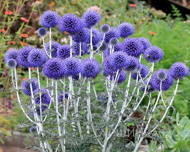 Мордовник обыкновенный