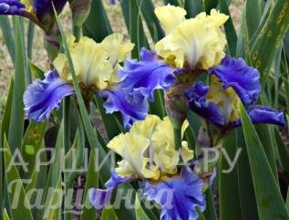 Ирис бородатый Волфорд