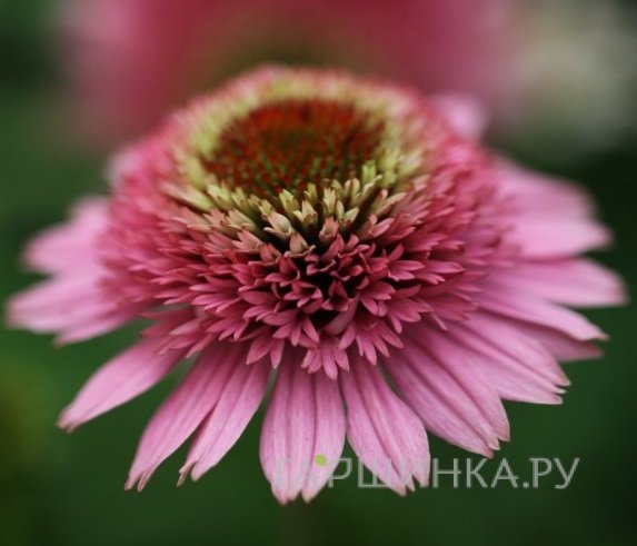 Эхинацея пурпурная Батерфляй Киссес