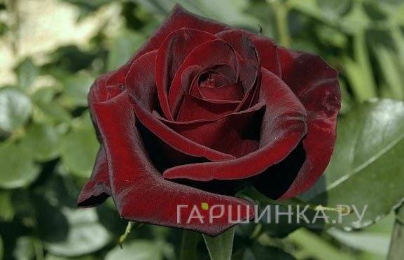 Роза Блэк Мэджик чайно-гибридная, Тантау (лиц)