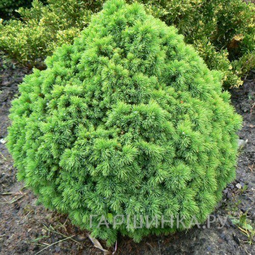 Ель канадская Альберта Глоб