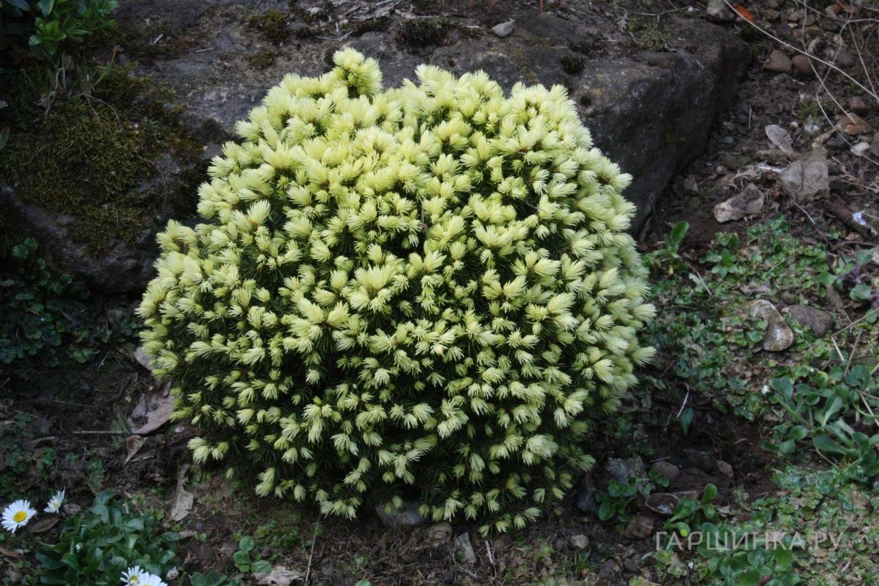 Ель канадская Ялако Голд