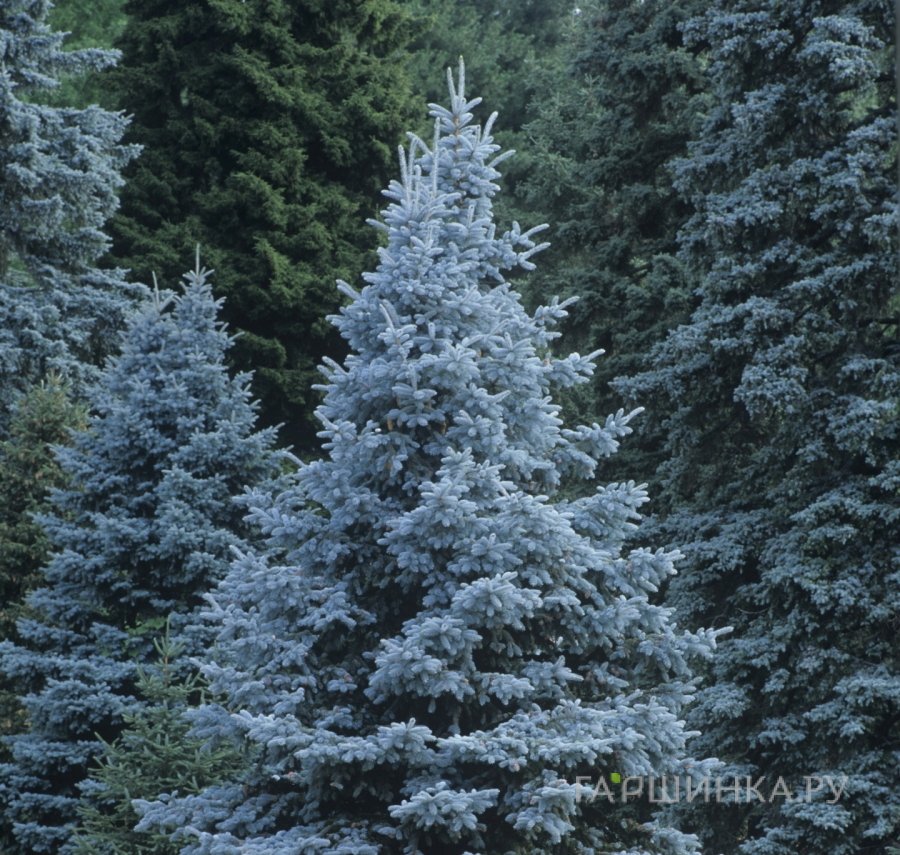 Ель колючая Кейбаб