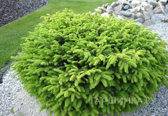Ель Нидиформис обыкновенная
