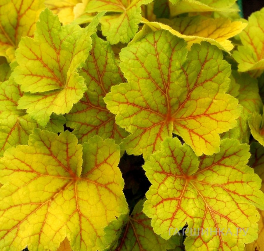 Гейхера Электра