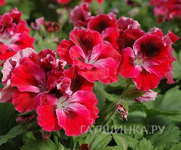 Пеларгония королевская Элеганс Ред Вельвет
