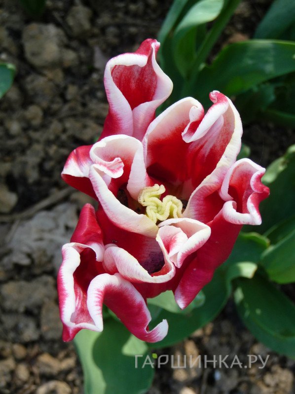 Тюльпан Элегант Краун Триумф 5шт.