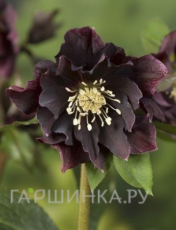 Морозник махровый Эллен Пепл