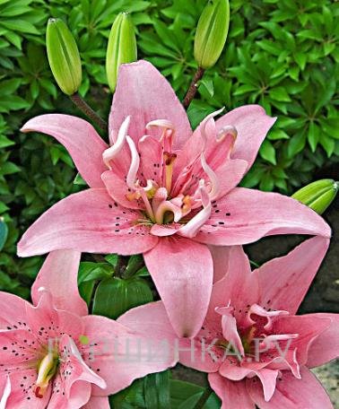 Лилия Элоди азиатская махровая