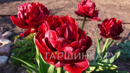 Тюльпан Эмблазон махровый 5шт