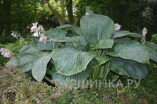 Хоста Empress Wu (G)