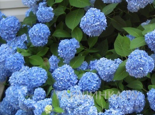 Гортензия Блум Стар крупнолистная ремонтантная (Серия Бесконечное Лето)