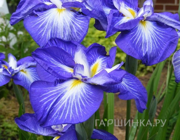 Ирис мечевидный Густо