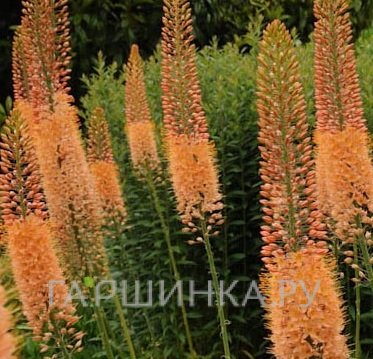 Эремурус Клеопатра