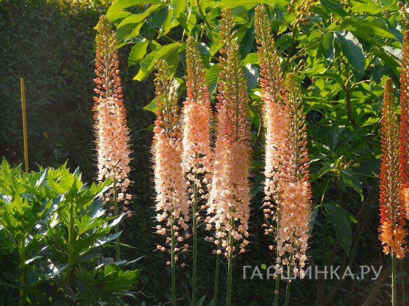 Эремурус Романс