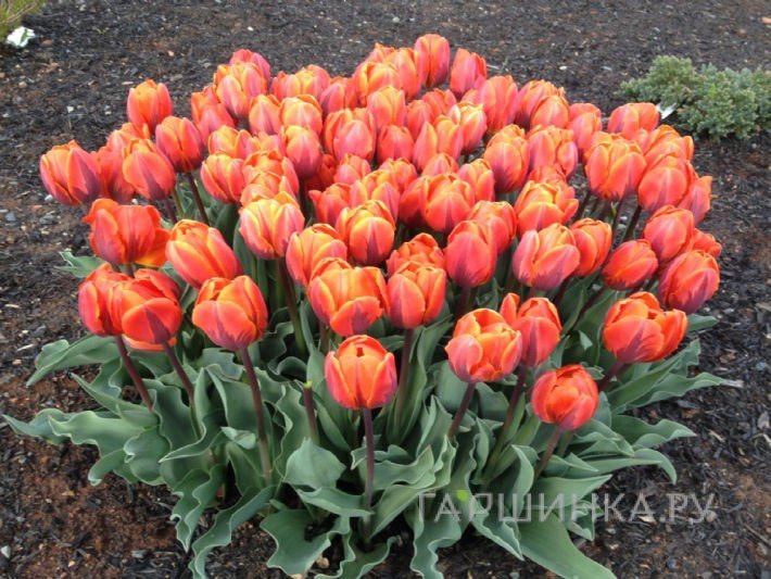 Тюльпан Эрмитаж простой раний 5шт.