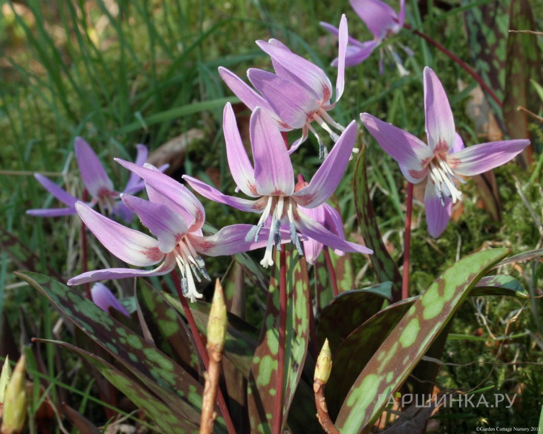 Кандык Денс Канис 2 шт