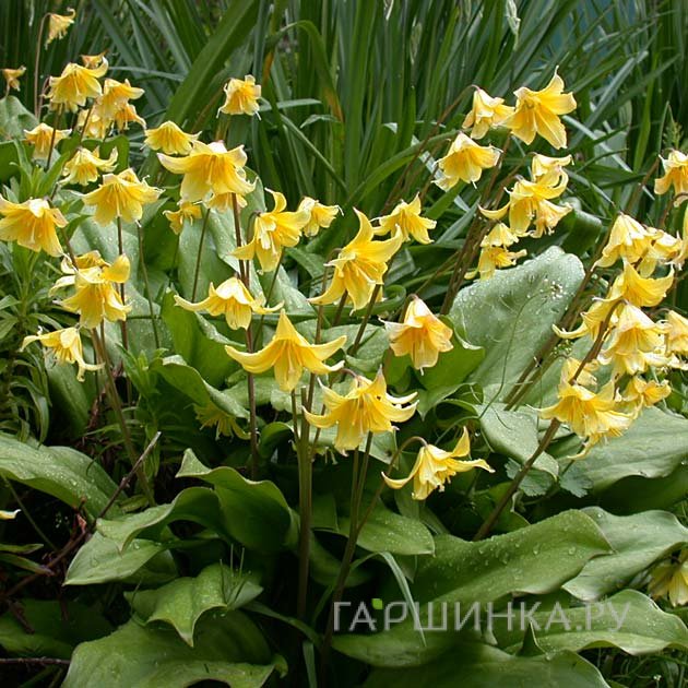 Кандык Пагода 3 шт