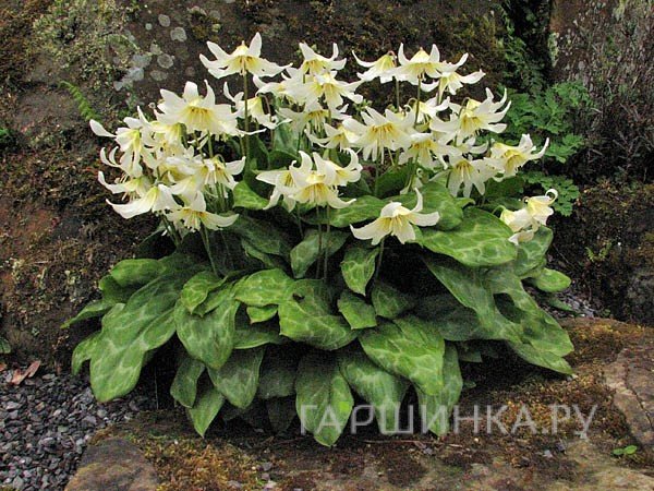 Кандык Уайт Бьюти 2 шт