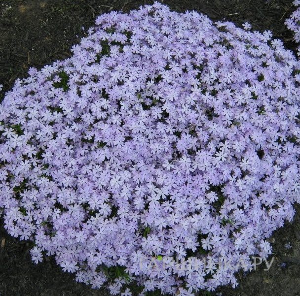 Флокс шиловидный Эмералд Блю