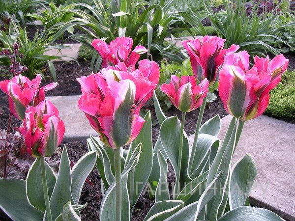 Тюльпан Эсперанто зеленоцветный 5шт.