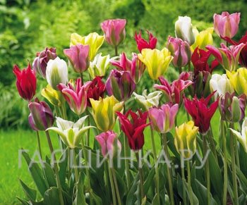 Тюльпаны МИКС зеленоцветные 5 шт