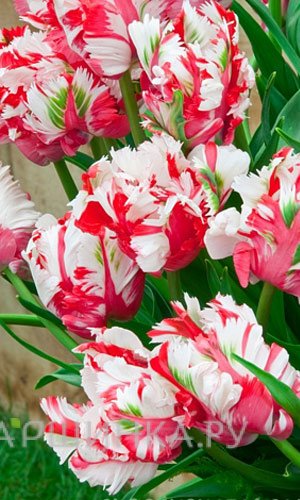 Тюльпан Эстелла Рижнвельд попугайный 5шт