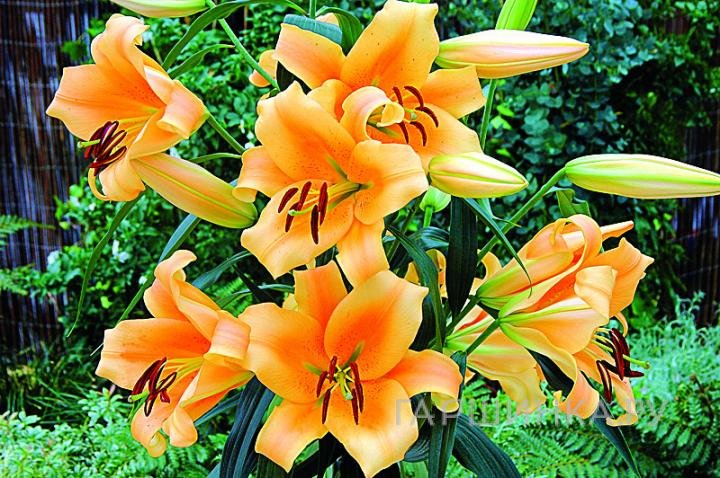 Лилия Эудоксия ОТ-гибрид/2шт