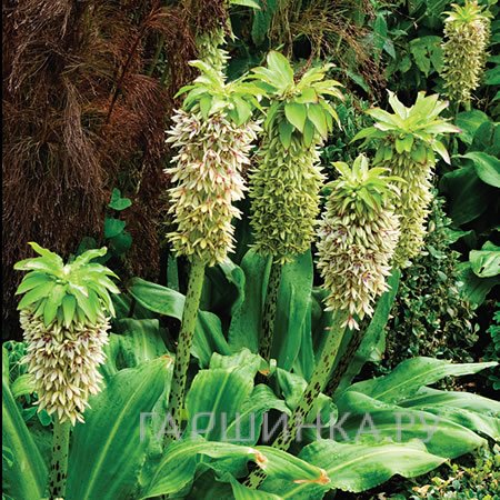 Эукомис Биколор 2шт.