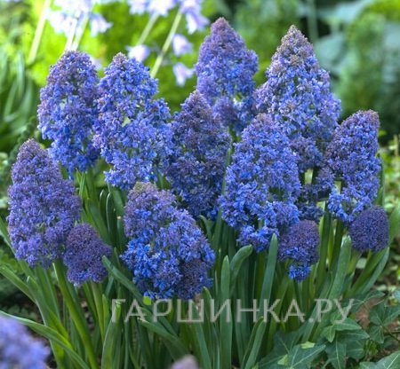 Мускари Фэнтези Криэйшн 10 шт