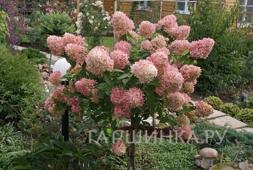 Гортензия на штамбе Фантом 80 см