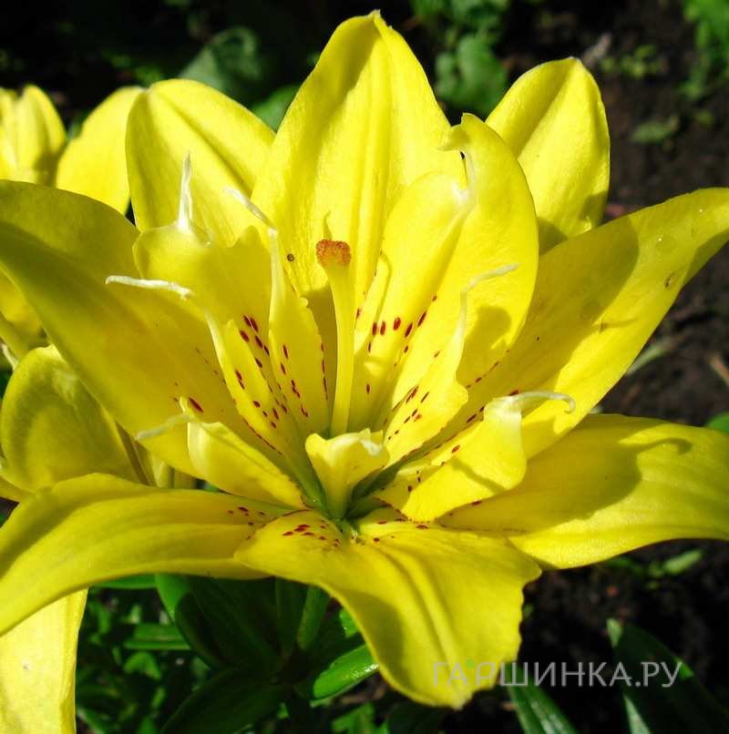 Лилия Фата Моргана азиатская махровая