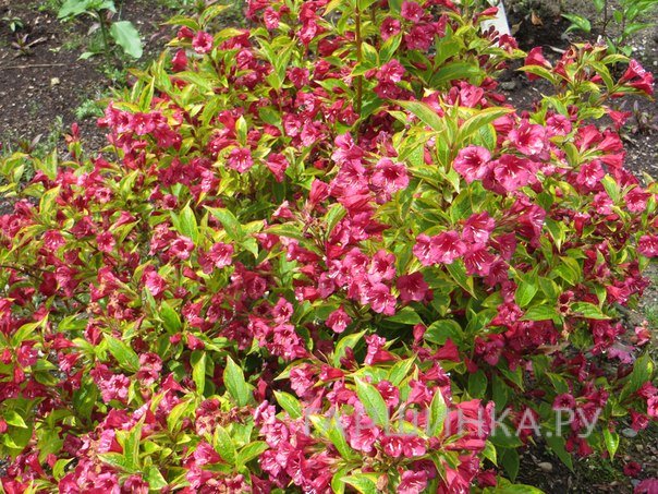 Вейгела Бригелла