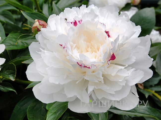 Пион Фестива Максима