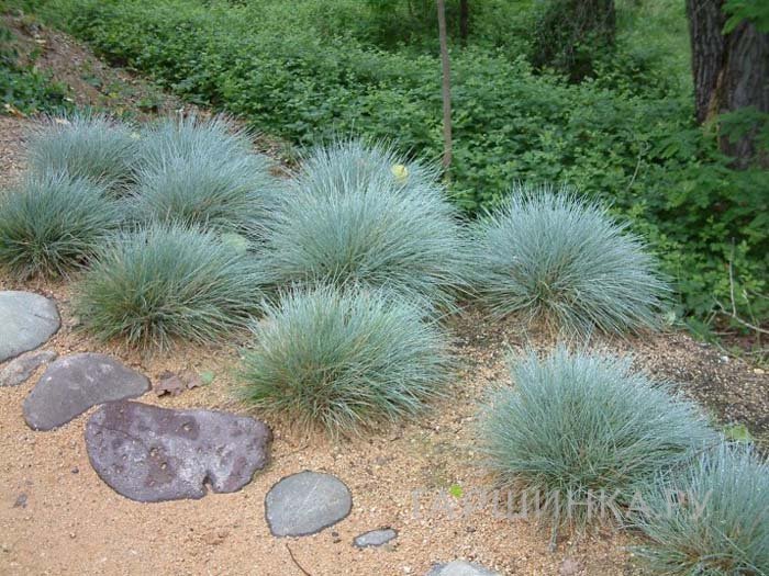 Овсяница Элайджа Блю