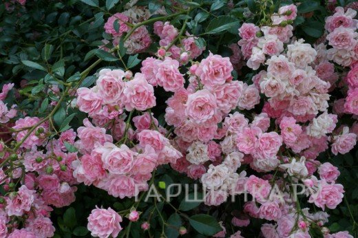 Роза Фейри почвопокровная, Топалович (лиц)