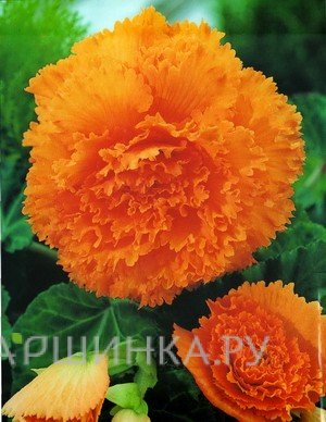 Бегония бахромчатая Фимбриата Оранж 2шт