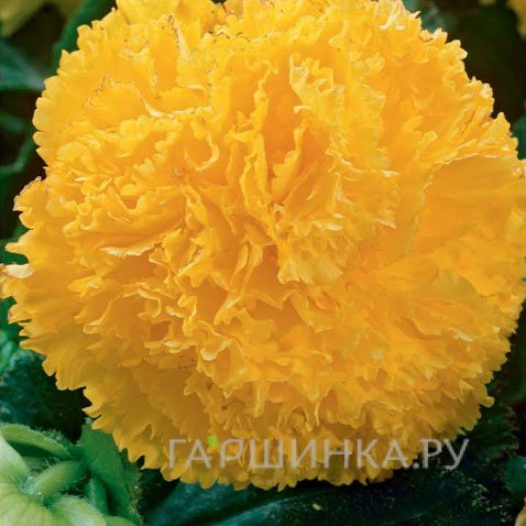 Бегония бахромчатая Фимбриата Йелоу