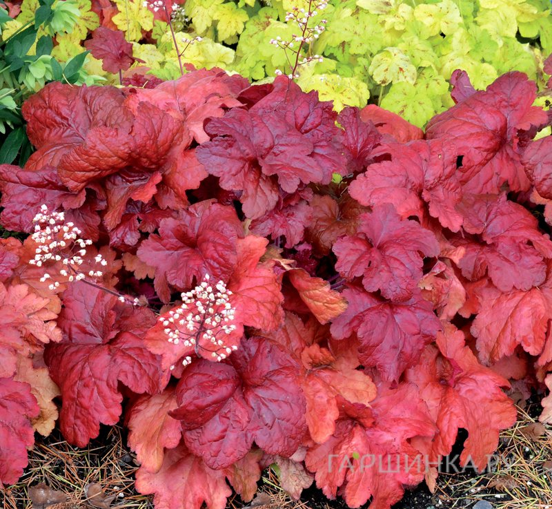 Гейхера Фаер Чиф