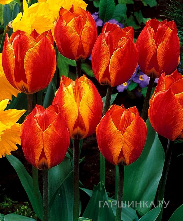 Тюльпан Флайр простой ранний 5шт