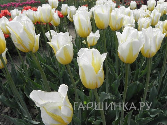 Тюльпан Фламинг Кокет 5шт