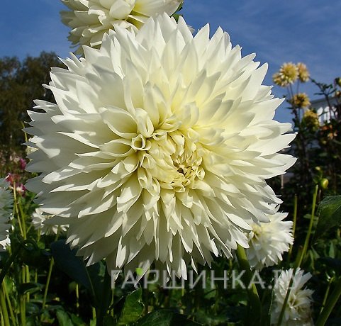 Георгина Флеурел (МАКСИ) декоративная