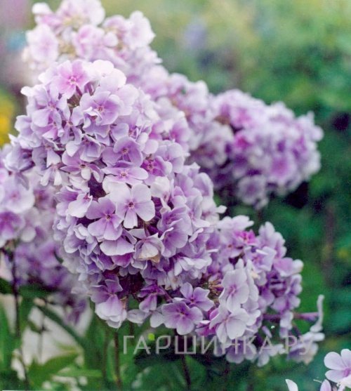 Флокс Лаванделвольке метельчатый