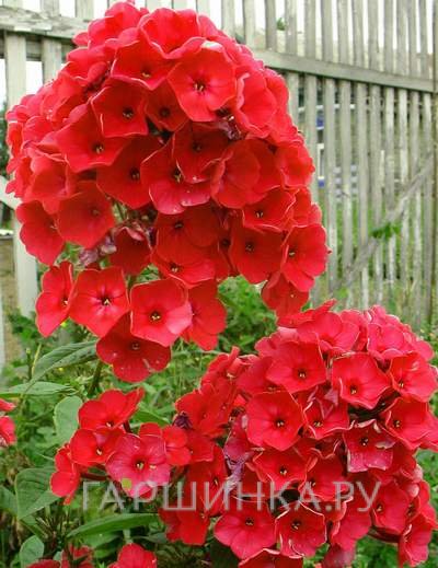 Флокс метельчатый Red